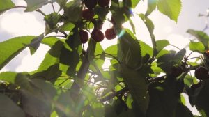 Черешня на Урале и в Сибири, миф или реальность? Сорт черешни Янтарная