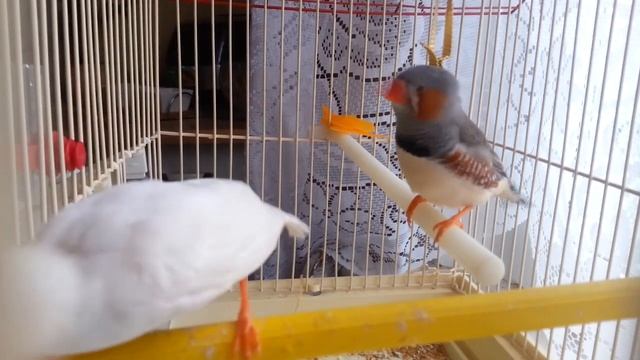 Амадины. Часть 1. Знакомство смотреть онлайн