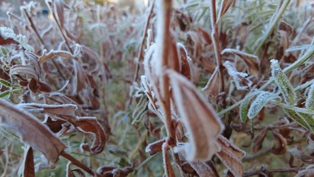 Морозное утро DJI Pocket 2 смотреть онлайн