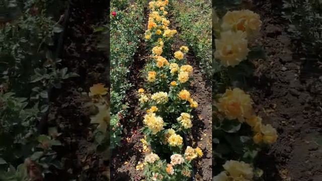 «Первая волна цветения» прошла.. смотреть онлайн