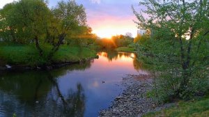 Футаж Летний Пейзаж. Футаж Лето, Солнце, Река, Белые Птицы Летают над Рекой. Футажи для видеомонтаж