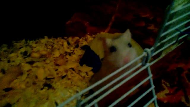 Хомячки Пи и Карамелька едят капусту:) смотреть онлайн