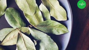 Просто Начала ЖЕВАТЬ ЛАВРОВЫЙ ЛИСТ и избавилась от 10 БОЛЕЗНЕЙ! В чем сила лаврового листа