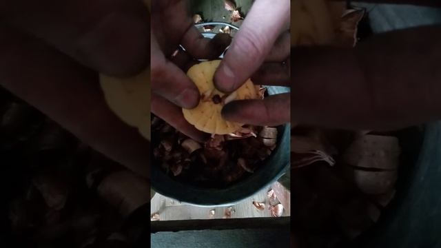 Гладиолус . Подготовка к посадке. смотреть онлайн