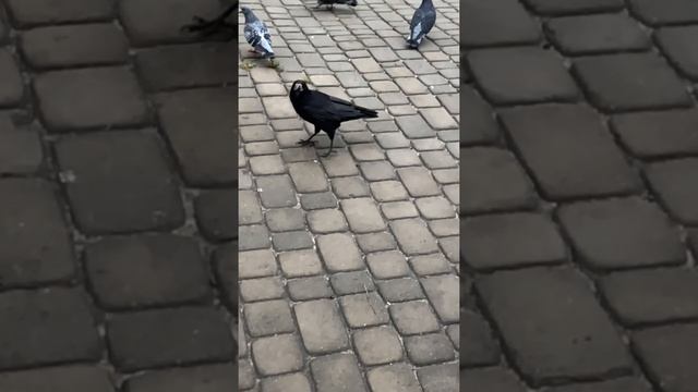 Вороны и голуби борьба за семечки замедленная съёмка смотреть онлайн