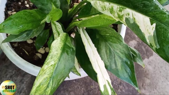 3 BEST LUCKY PLANTS 2021|GOLDEN PHOTOS|LUCKY BAMBOO|VARIEGATED PEACE LILY|INSHOTEFFECTS смотреть онлайн