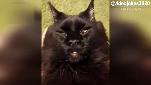 Прикольные видео приколы 2021 смотреть онлайн