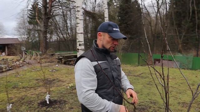 обрезка плодовых деревьев весной смотреть онлайн
