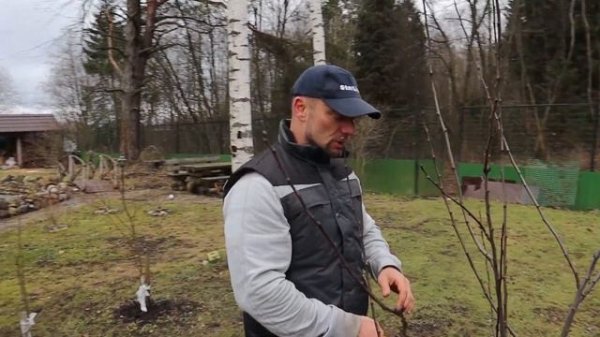 обрезка плодовых деревьев весной