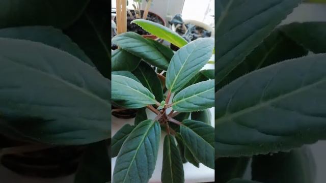 Фиалки зимой смотреть онлайн