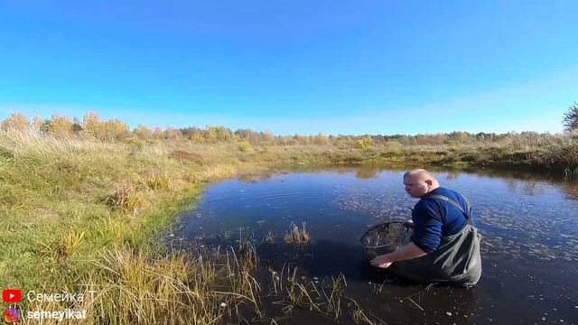 Ловим карасика САЧКОМ в диком прудике и зарыбляем почищенный пруд на даче. В ПРУДУ ОБНАРУЖЕН РОТАН смотреть онлайн