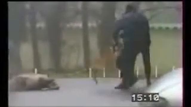 Атака собаки смотреть онлайн