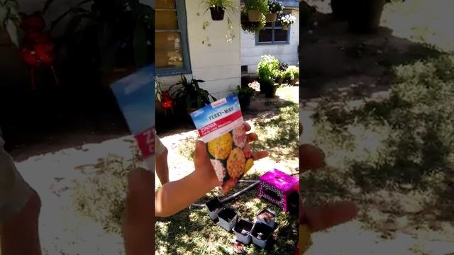 Angel Face Planting Flower Seeds