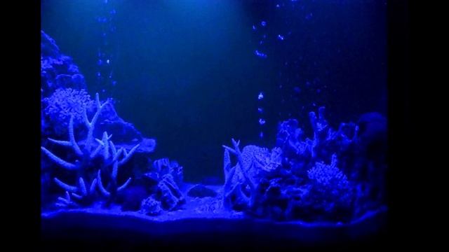 Купить лампу для аквариума. смотреть онлайн