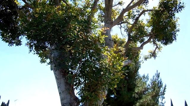 NIKON COOLPIX l610 video test 1080p смотреть онлайн