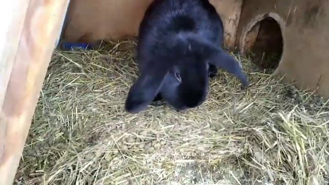 ОБХОД кроликов ? Новое видео!!? Кролики породы Французский Баран и Рекс. крольчата. смотреть онлайн