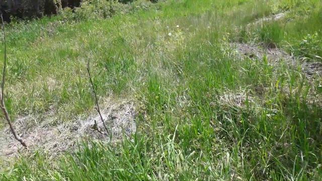 Пермакультура. Картофель в "солому" Ч.2. - не многолетнее ли растение? весна 2го года смотреть онлайн