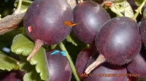 Крыжовник обыкновенная Арлекин (ribes grossularia) ? обзор: как сажать, саженцы крыжовника Арлекин