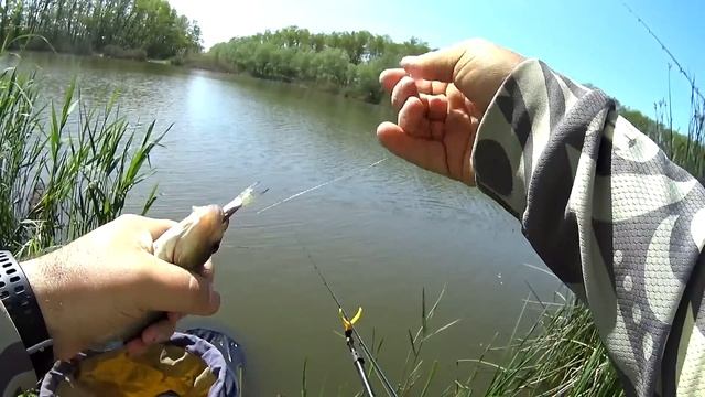 Трудовой майский КАРАСЬ. Рыбалка на карася когда он бастует. смотреть онлайн
