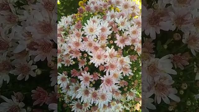 Хризантемы в саду, как прекрасно погулять по саду ранним утром. смотреть онлайн