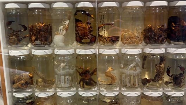 Триденне відрядження в Австралію