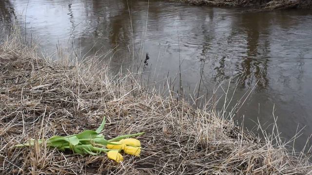 ЖЁЛТЫЕ ТЮЛЬПАНЫ У РЕКИ Футаж смотреть онлайн