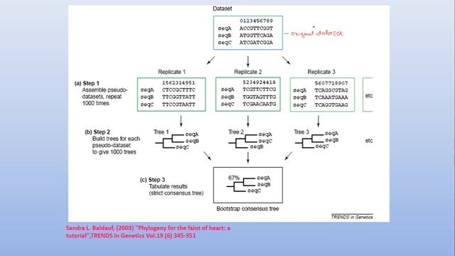 Phylogeny 2 Tree Reconstruction Methods смотреть онлайн