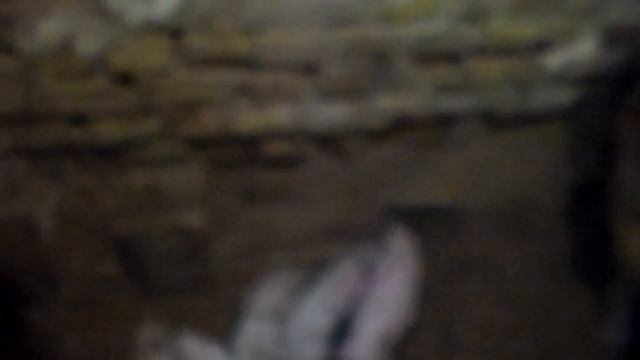 Первая помощь новорождённым поросятам,как принимать опорос ,роды у свиней. смотреть онлайн