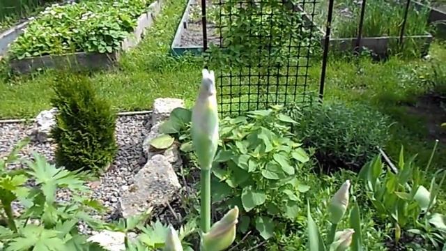 НА ДАЧЕ 19 мая )Живучка )Ирисы)Водосбор)Виолы ) смотреть онлайн