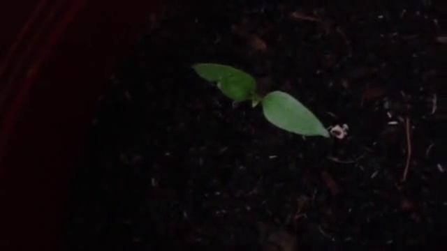 Growlog 2 - update on Carolina Reaper, Red Savina, Trinidad Scorps, White hab, Golden hab & Butch T смотреть онлайн