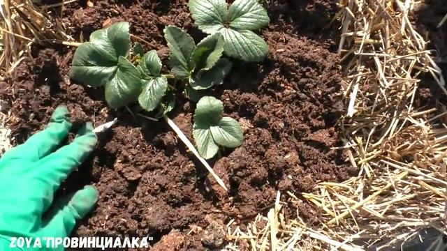 Уход за земляникой весной после зимы/ Обрезка весной/ #огород #strawberries /zoya"провинциалка" смотреть онлайн