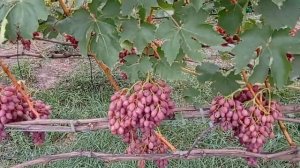 @Виноград Лучистый кишмиш  Виноград 2020