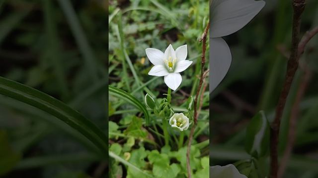 Птицемлечник?Орнитогалум цветёт#shorts смотреть онлайн