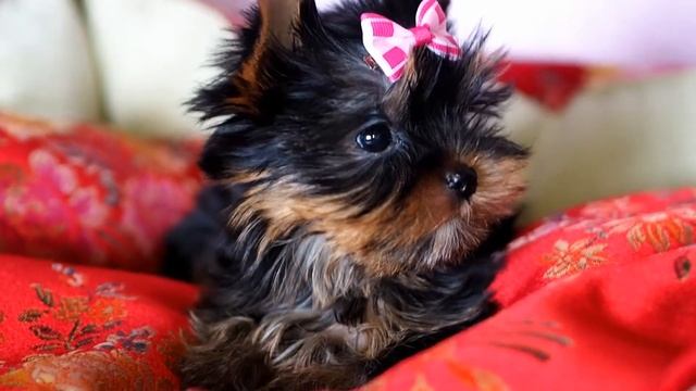 Мини йорк / Йоркширский терьер, девочка, SHOW класс / Yorkshire errier puppy, female смотреть онлайн