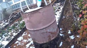 Как укрывать персики в Сибири