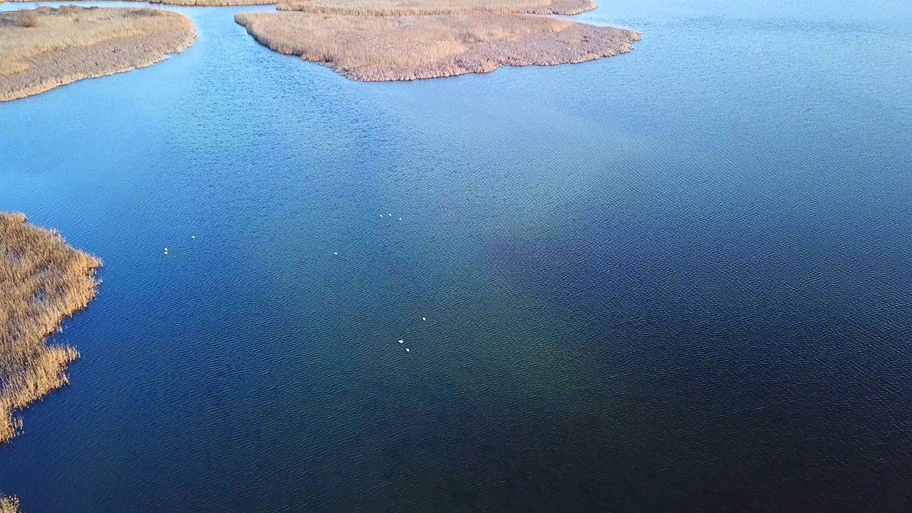 Где зимуют лебеди? Mute swan / Съёмка с дрона. смотреть онлайн