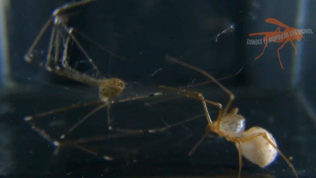 ARAÑA ESCUPIDORA VS ARAÑA MARMOL - COMENTADO смотреть онлайн