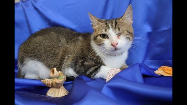 Помощь пострадавшим животным смотреть онлайн