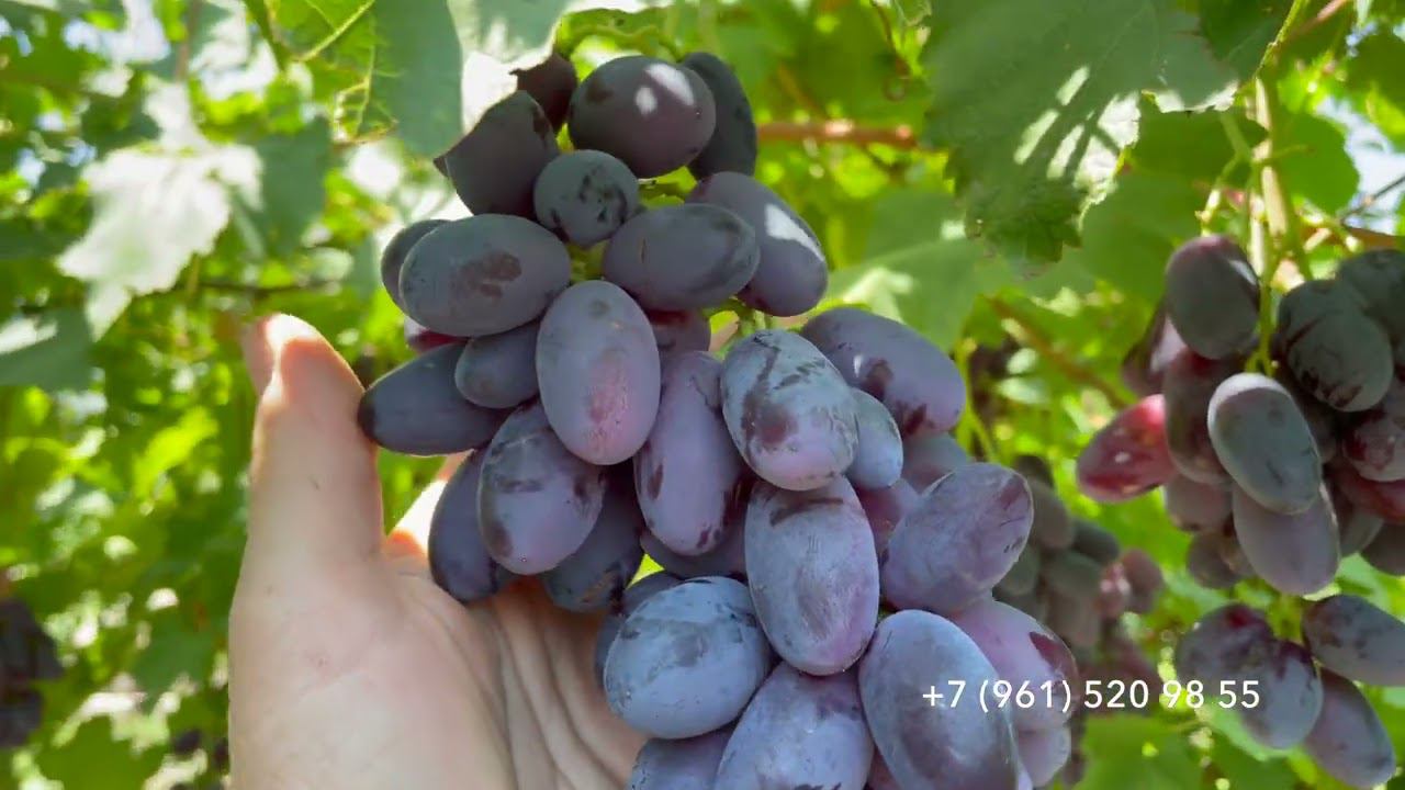 Виноград Красава .29 июля 2024 год, Новороссийск.