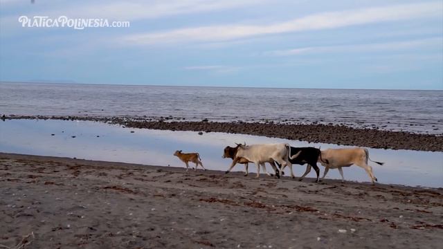 PAUSA CHALLENGE EN LA PLAYA | LOS POLINESIOS RETO смотреть онлайн