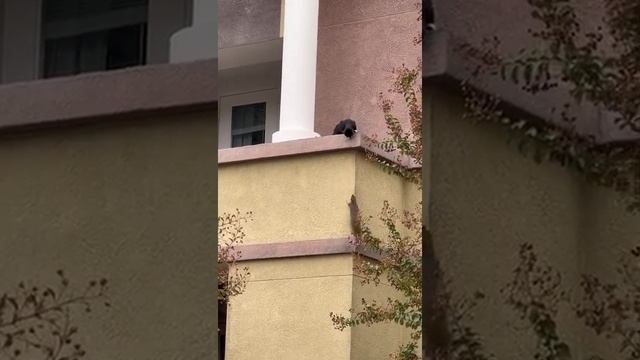 Веселая белка смотреть онлайн