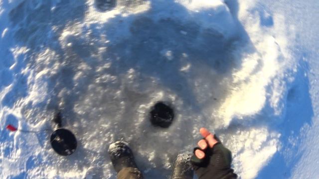 В поисках МОНСТРОВ Крокодилы на маленького карася Крупняк начал клевать!!! Рыбалка на жерлицы часть смотреть онлайн