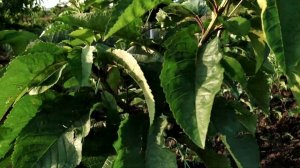 Формировка черешни по системе Испанский Куст. Обрезка веток второго порядка. Cherries Spanish Bush.