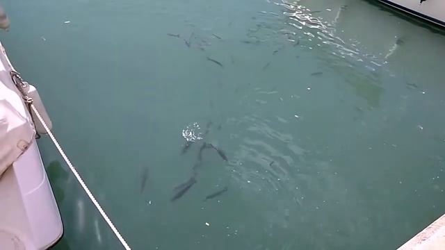 Испанский праздник в честь морепродуктов. смотреть онлайн