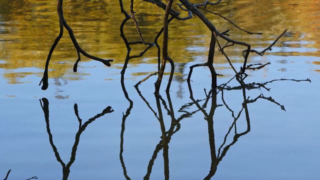 Relaxing Music for Reflection 😌 Heavenly Flute 😌 Background Instrumentals смотреть онлайн