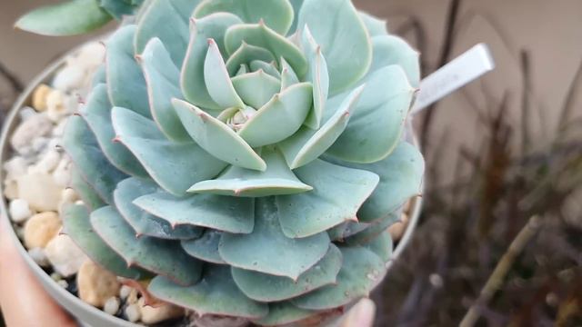 SUCULENTAS CULTIVADAS EM LATAS смотреть онлайн