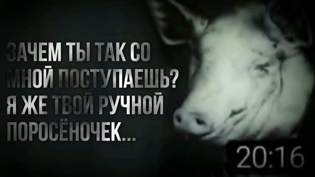 зачем ты так со мной поступаешь я же твой ручной поросëночек смотреть онлайн