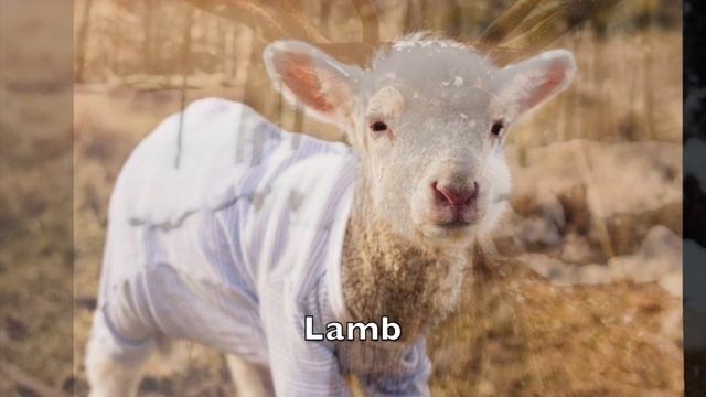 Morphing Animals смотреть онлайн