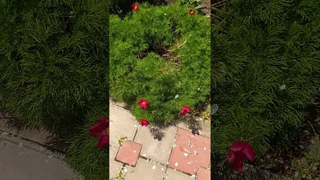 воронец(узколистный пион)