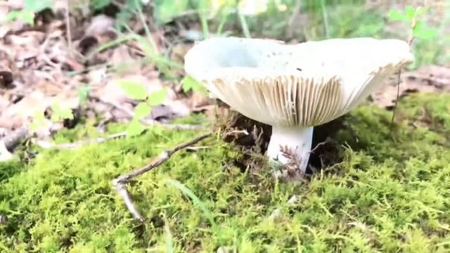 猛毒キノコ?　ドクツルタケ　Amanita virosa смотреть онлайн